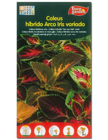 SEMILLAS FITO FLORES COLEUS HIBRIDO ARCO IRIS VARIADO00640