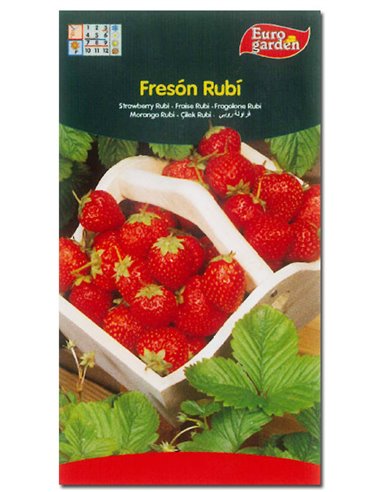 SEMILLAS FITO HORTICOLAS FRESON RUBI01697