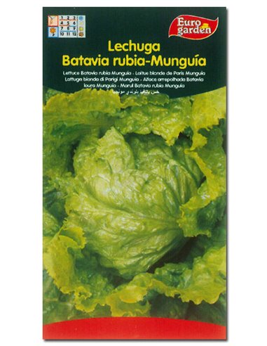 SEMILLAS FITO HORTICOLAS LECHUGA BAT. RUBIA "MUNGUIA"00206