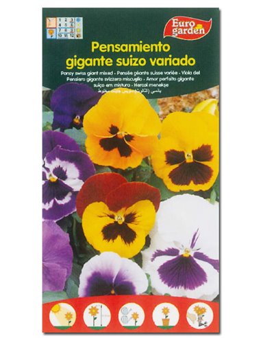 SEMILLAS FITO FLORES PENSAMIENTO GIGANTE SUIZO VARIADO00596