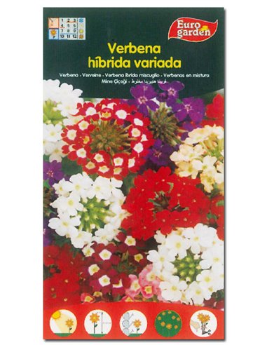 SEMILLAS FITO FLORES VERBENA HIBRIDA VARIADA00606