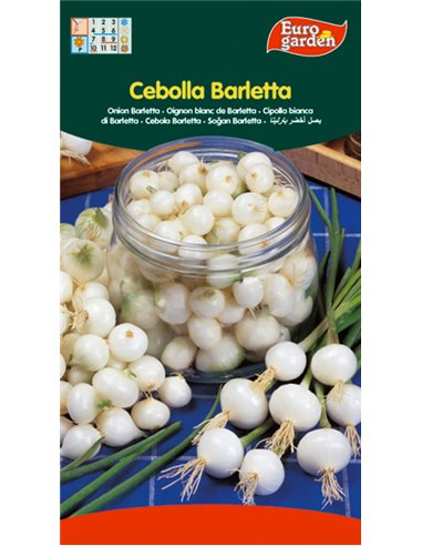 SEMILLAS FITO HORTICOLAS CEBOLLA BARLETTA00041