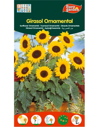 SEMILLAS FITO FLORES GIRASOL ORNAMENTAL04333