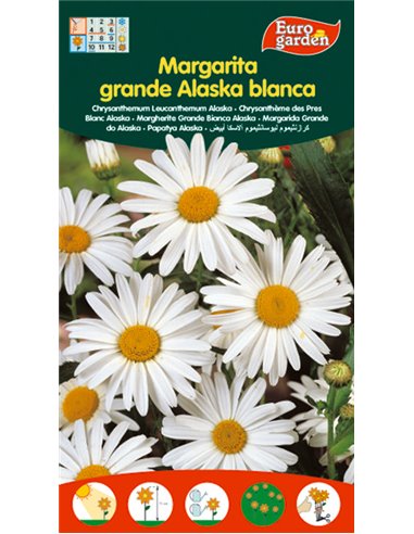 SEMILLAS FITO FLORES MARGARITA GRANDE DE ALASKA BLANCA00577