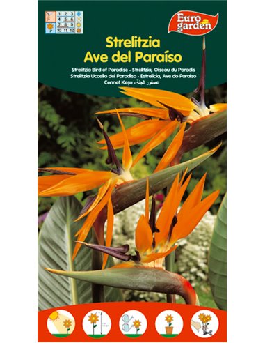 SEMILLAS FITO FLORES STRELITZIA AVE DEL PARAISO01480