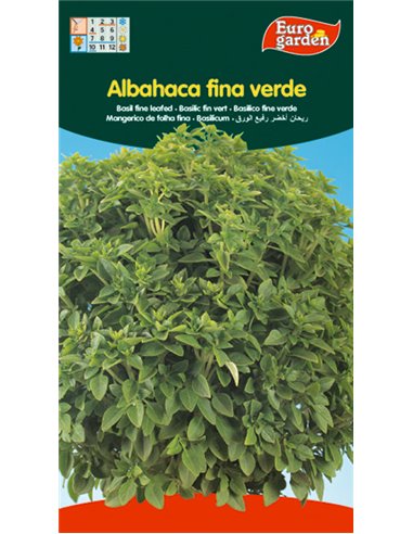 SEMILLAS FITO AROMATICAS ALBAHACA FINA VERDE00511