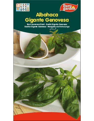 SEMILLAS FITO AROMATICAS ALBAHACA GIGANTE GENOVESA01710