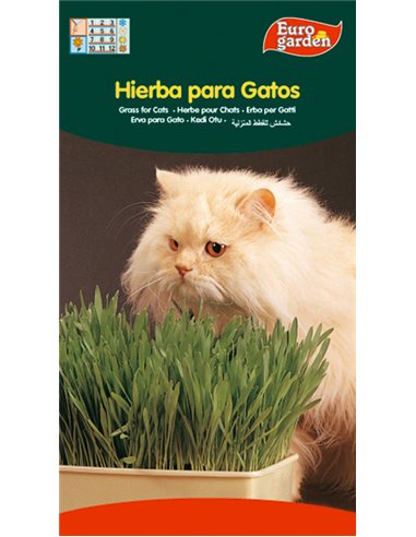 SEMILLAS FITO AROMATICAS HIERBA PARA GATOS04262