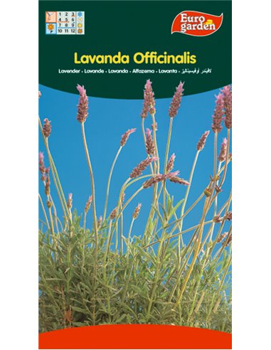 SEMILLAS FITO AROMATICAS LAVANDA OFFICINALIS02610