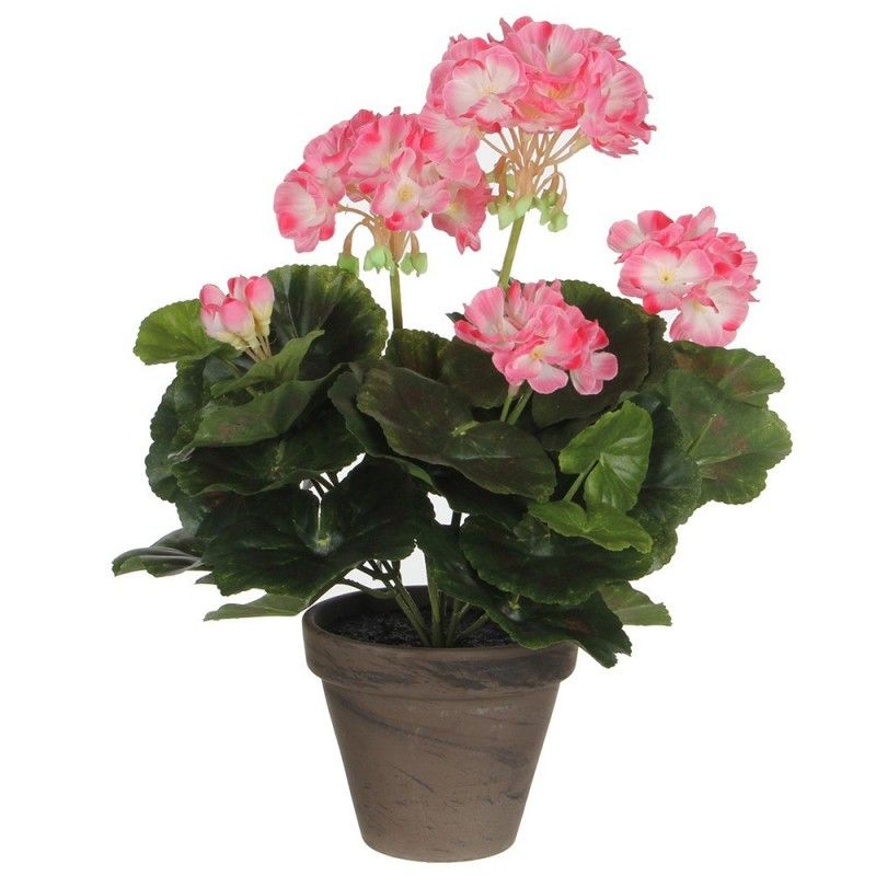 Geranium white pink pvc potted gray EDM 83168