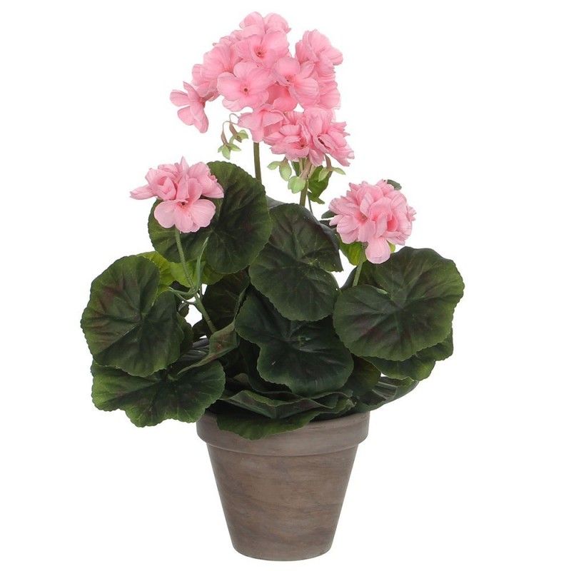 Geranium pink pvc potted gray EDM 83169