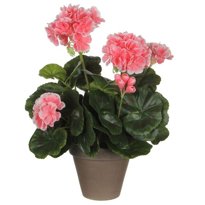 Geranium pfirsich pvc in manceta grau EDM 83170