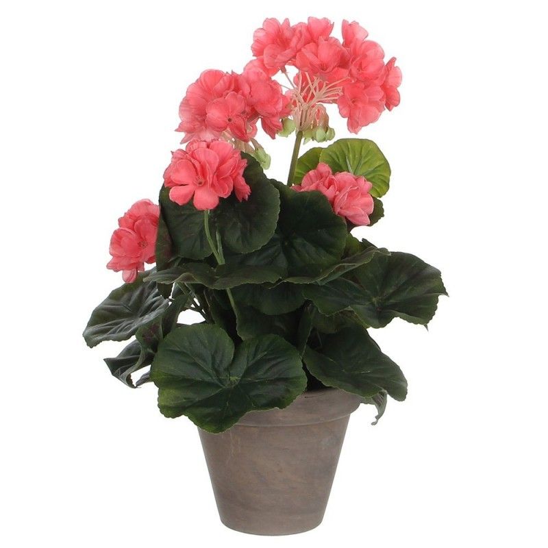 Geranium salmon pvc potted gray EDM 83171