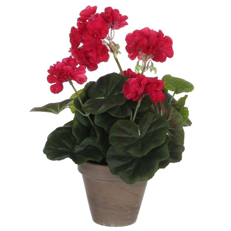 Geranium dunkelrosa pvc in manceta grau EDM-83172