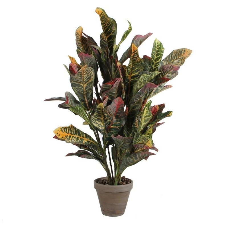 Croton grün pvc in manceta grau EDM 83178