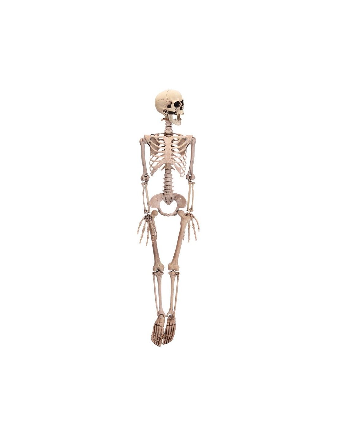 Halloween Skelett Figur 90cm EDM 71993