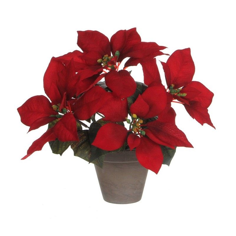 Planta poinsettia roja en maceta gris 27x35cm