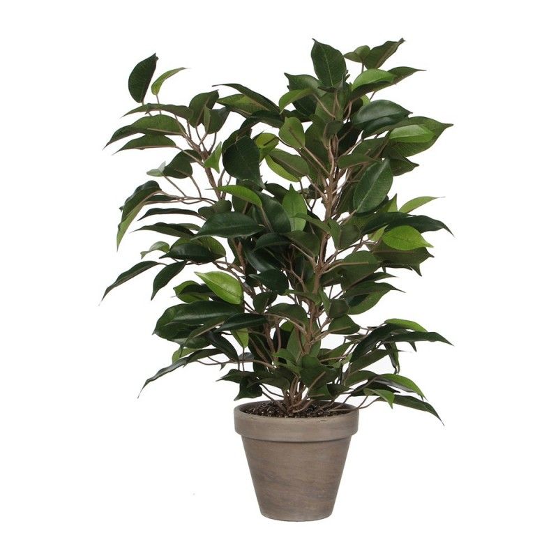 Ficus Natasja com Pote 11,5x40x30cm